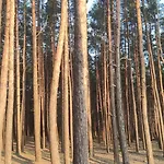Apartment Pine Paradise Palanga-hill Garden *