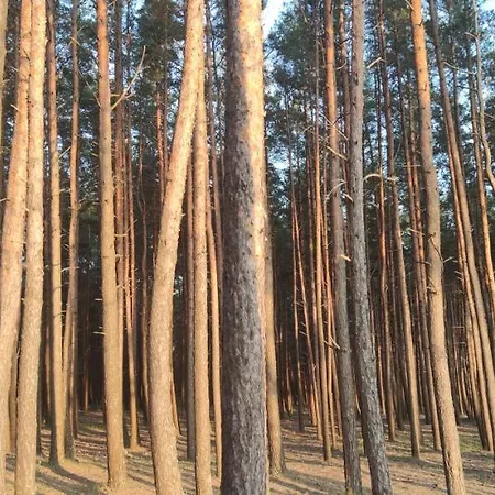 Lejlighed Pine Paradise Palanga-hill Garden *